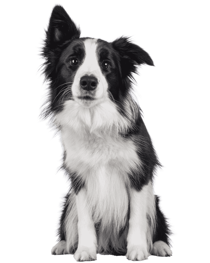Perro en una zona pet friendly de Entorno Azul
